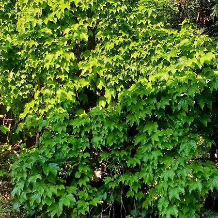 Quiet House Garden Naples-pompei-sorrento Holiday home